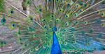 Peacock by MyTini