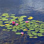 Water Lily