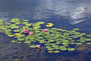 Water Lily