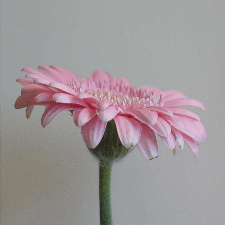 Pink Daisy 02