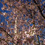 Cherr Blossom Washington Monument