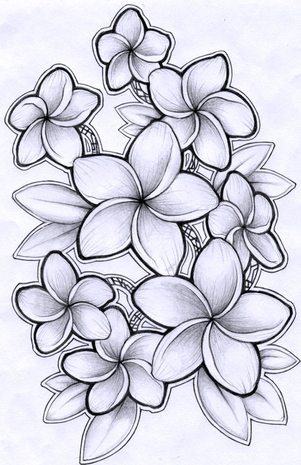 Plumeria Drawing by timchris on DeviantArt