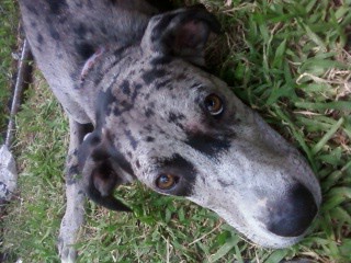 great dane puppy by omgKush