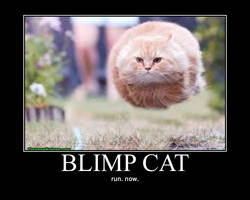 blimp cat