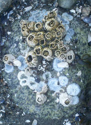 Barnacles