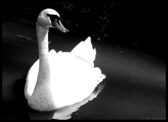 Swan