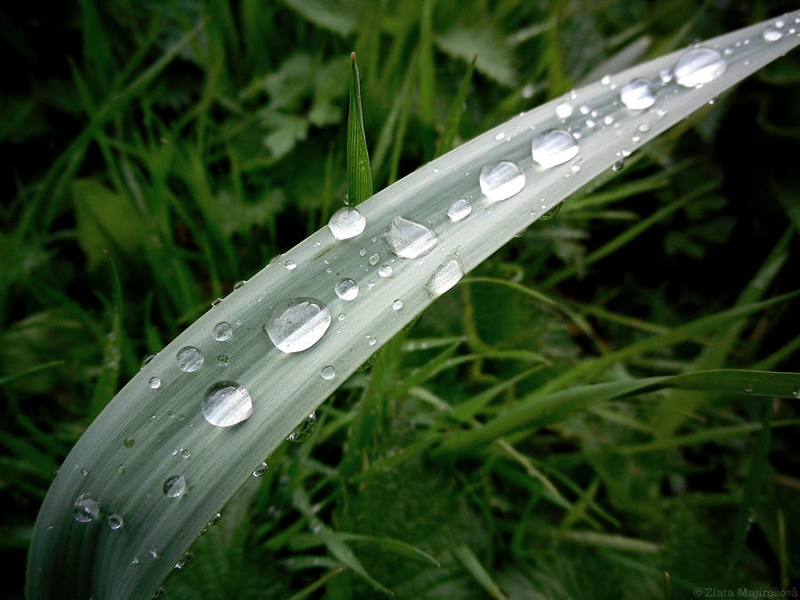 Dewdrops