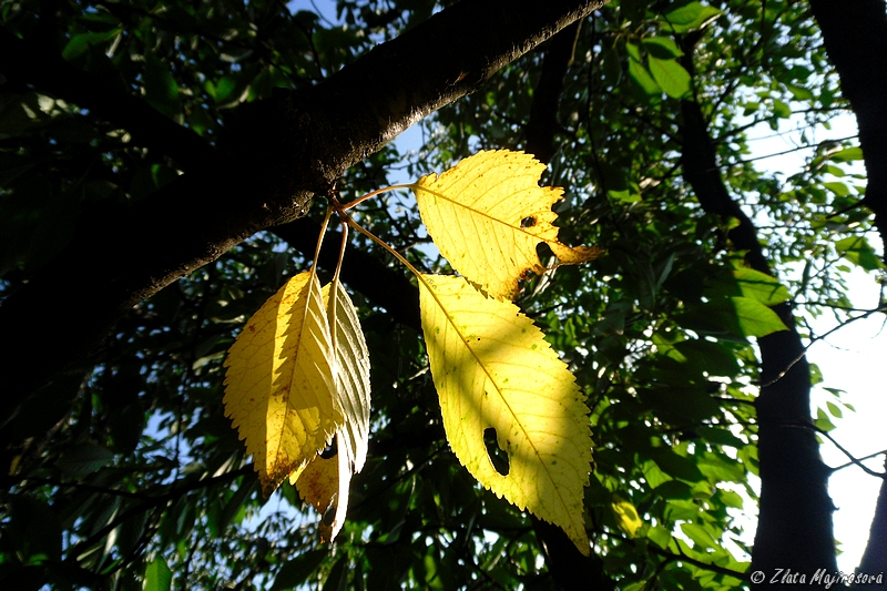 Yellow leaves