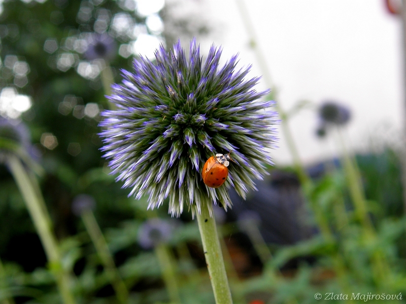 Ladybug on thistle