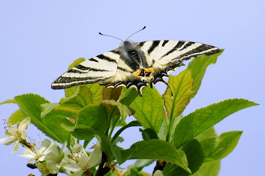 Iphiclides podalirius 1