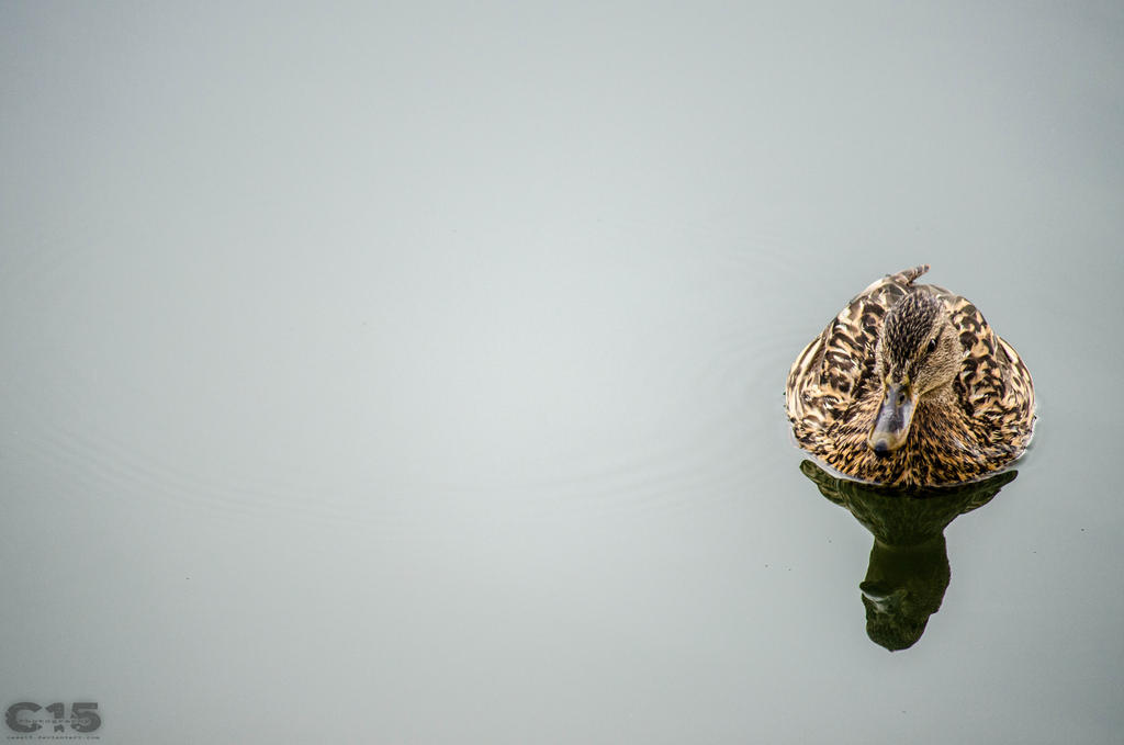 Mallard - Female 1