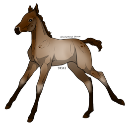 Brown foal