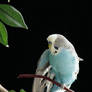 Mr. Jill Budgie