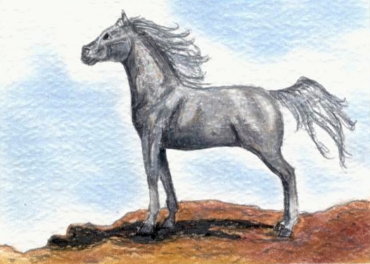 Fleabit Grey Arabian ACEO