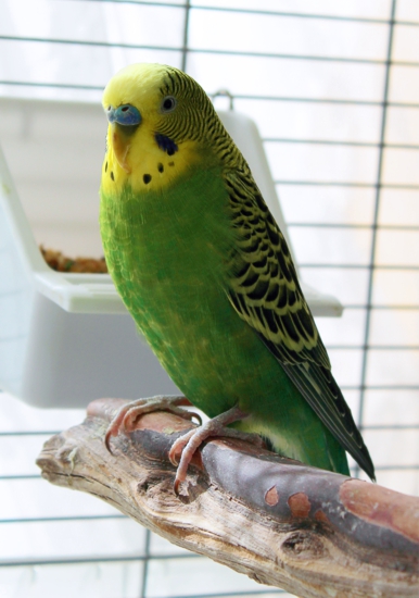 Feisty the Budgie