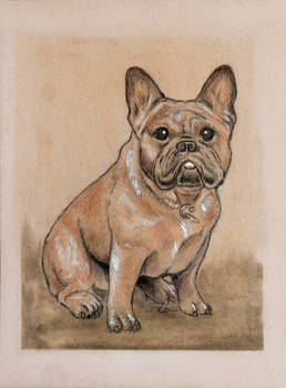 Tony the French Bulldog