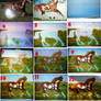 Step by Step Horse Painting