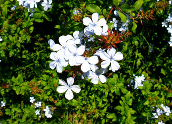 Pretty White Flower.