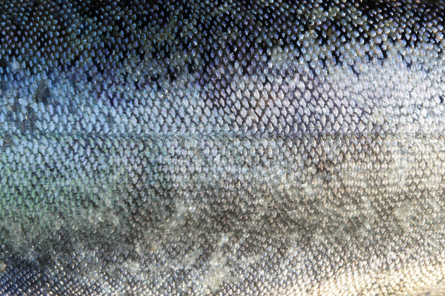 Fish Scales by PikKatze