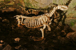 Sea Lion Skeleton 1