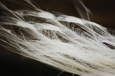 Feathers