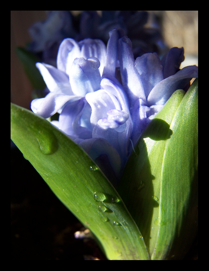 Hyacinth: Two