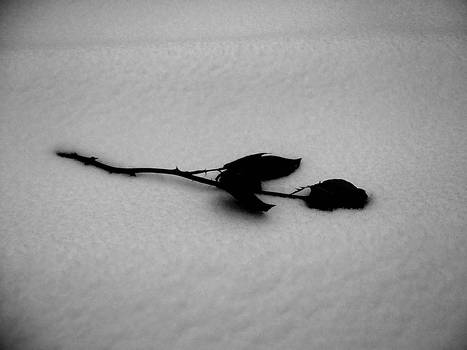 Black Rose