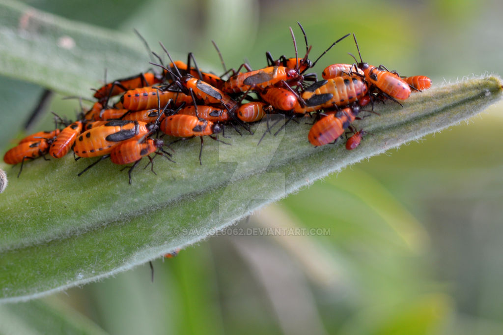 Too Many Insects Too Many Bugs by Savage6062 on DeviantArt