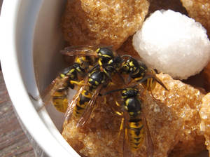 Wasps and sugar