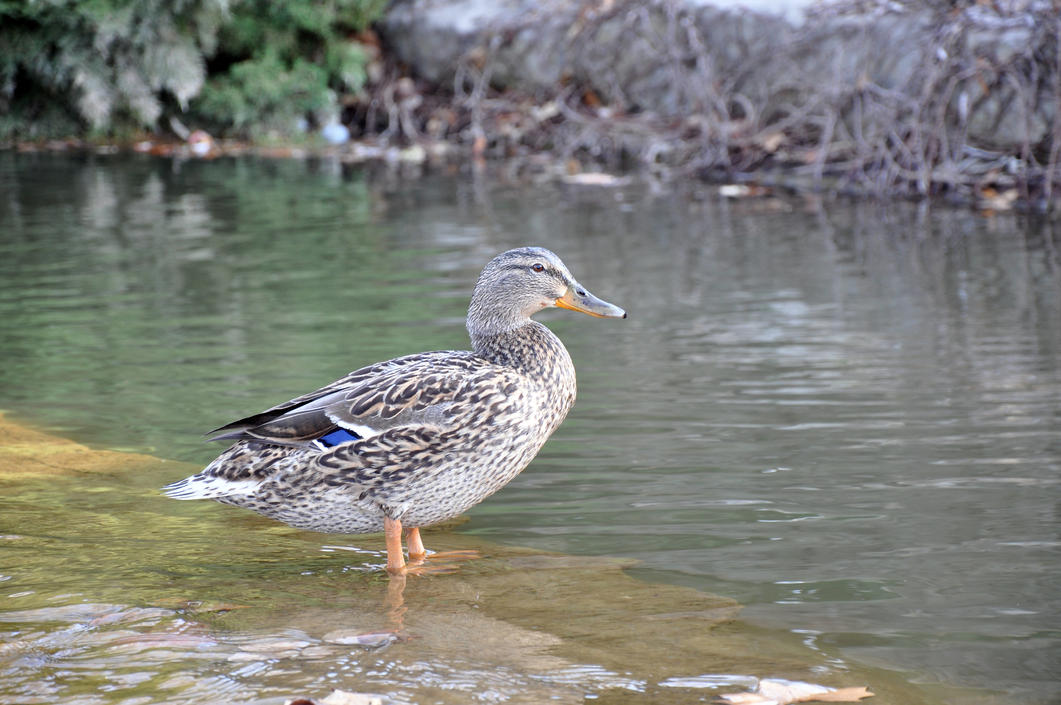 Female Mallard by pumatooth on DeviantArt