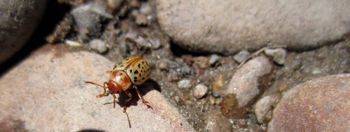 My Buggy Friend