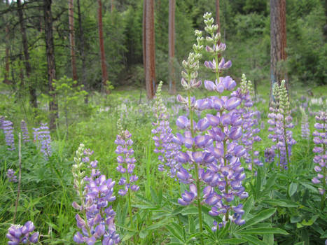 Wild Lupine