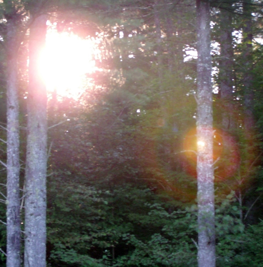 Sun in the Woods