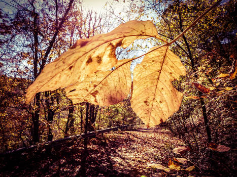 Walking into Leaves