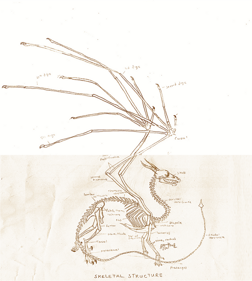 European dragon anatomy BONE by Savamther on DeviantArt
