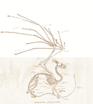 European dragon anatomy BONE