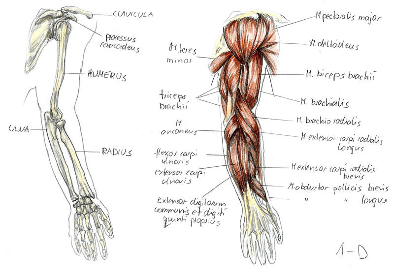 Строение руки человека от плеча. Анатомия человека рука от плеча до кисти. Мышцы руки на английском. Анатомия руки на английском