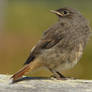 Young redstart