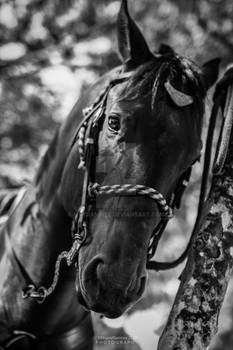 Police horse