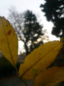 Beauty Leaves of Autumn