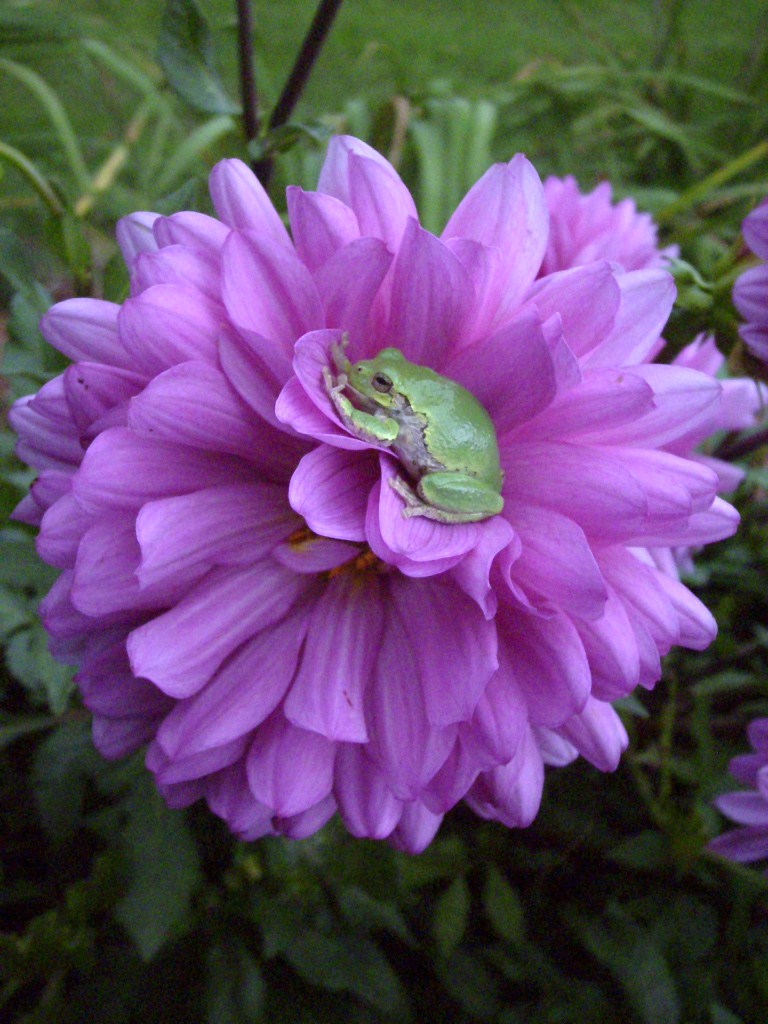 Frog on Flower