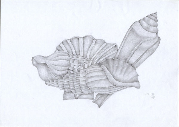 Shells by haojpc on DeviantArt