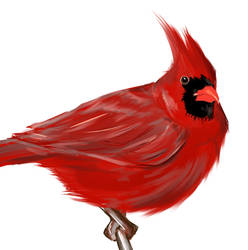 Cardinal Study