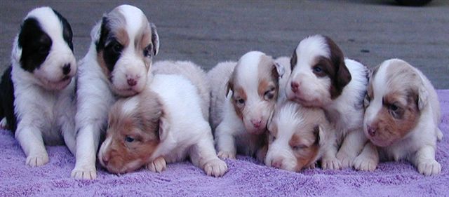 Littler Of Puppys