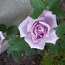 k-i-mm-i-e's Purple Rose