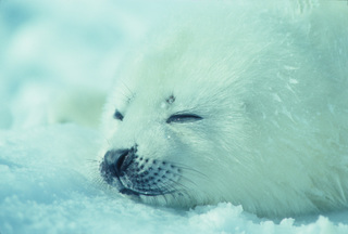 harp seal 6