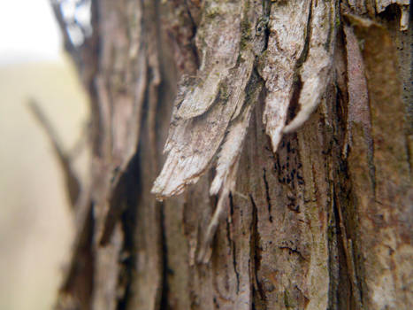 Pealing Bark