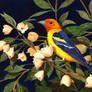 Western Tanager and Flowers