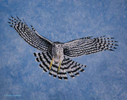 Cooper Hawk