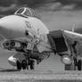 Tomcat Grayscale Photo